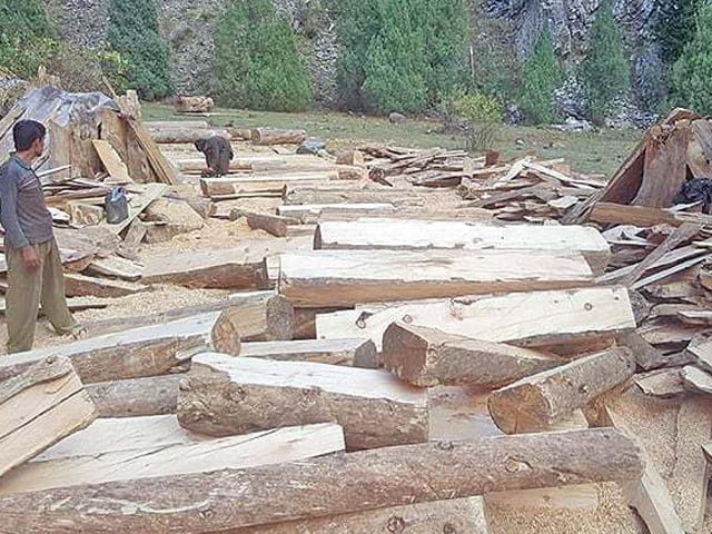 Jatkul tree cutting exposes gaps in forest protection