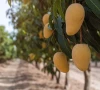 water trade disruption affect mango growers water trade disruption affect mango growers