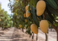 water trade disruption affect mango growers water trade disruption affect mango growers