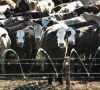 climate change threatens livestock sector climate change threatens livestock sector