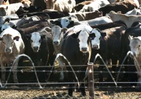 climate change threatens livestock sector climate change threatens livestock sector