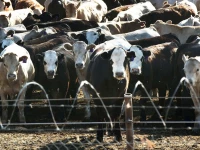 climate change threatens livestock sector