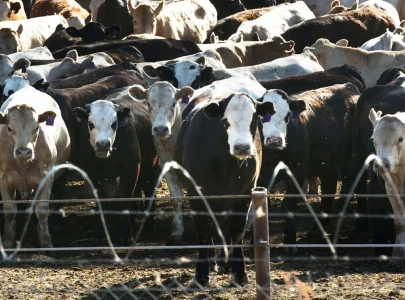 climate change threatens livestock sector