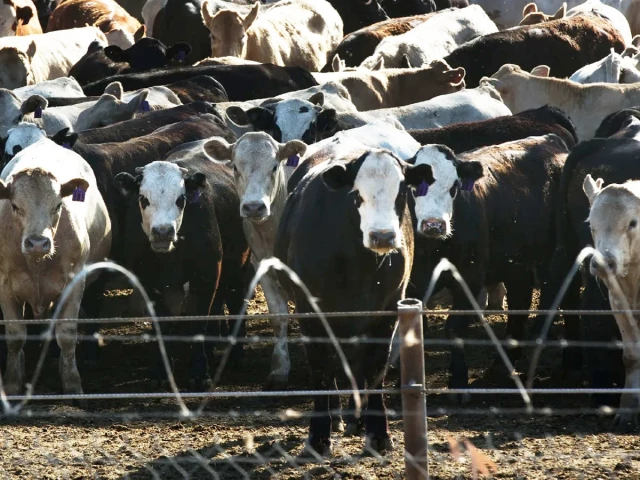 Climate change threatens livestock sector
