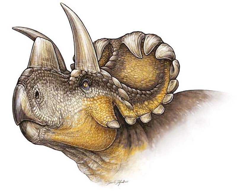 wendiceratops lived in a lush warm coastal plain near the inland sea that bisected north america at the time cropping plants with its parrot like beak