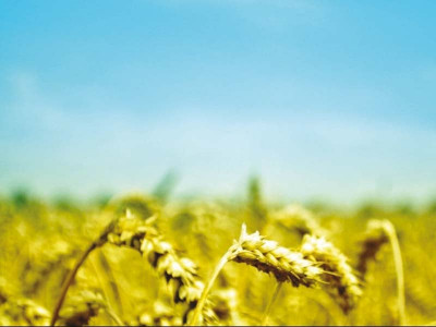 bulldozing narc bosan requests pm to turn down cda s proposal bulldozing narc bosan requests pm to turn down cda s proposal