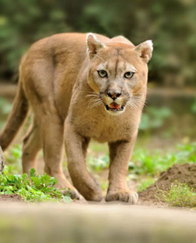 mountain lions are quot naturally wary quot of humans and interactions between the species are very rare photo news24