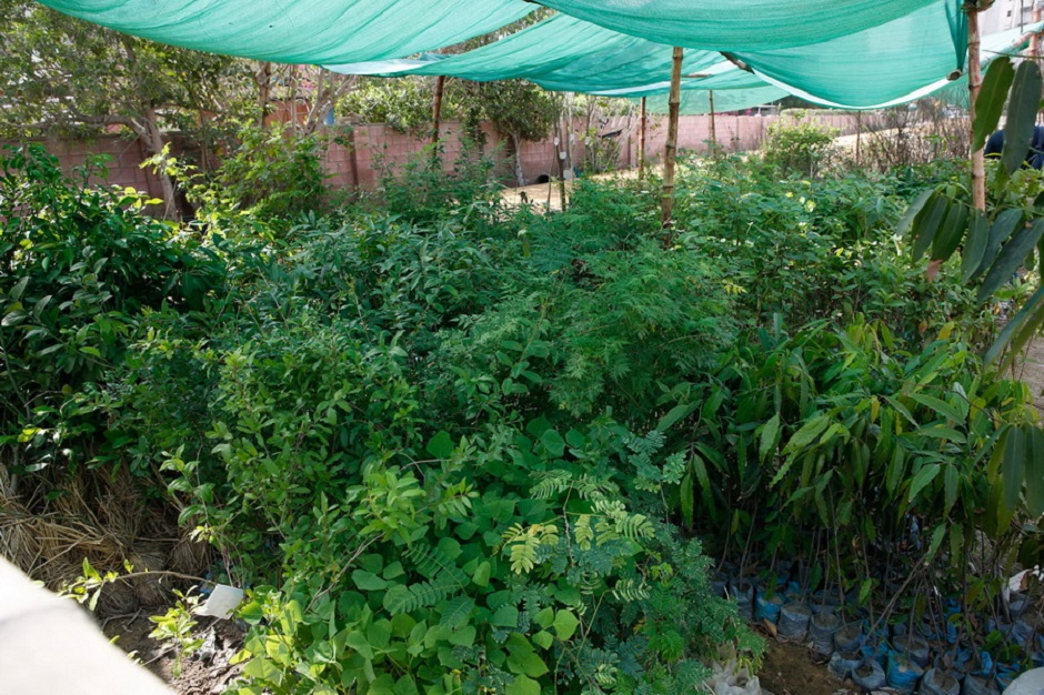 Tree nursery with various several native and indigenous species ready to be planted - PHOTO COURTESY: URBAN FOREST