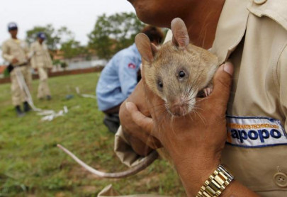 cambodia uses life saving rats to sniff out deadly landmines