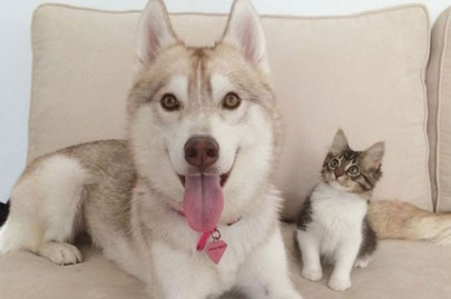 meet the kitten who thinks she s a dog after being adopted by a husky