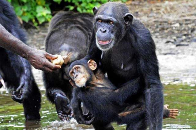 on tuesday scientists in the united states and spain said the human hand may be more primitive than that of our closest living cousin the chimpanzee photo afp