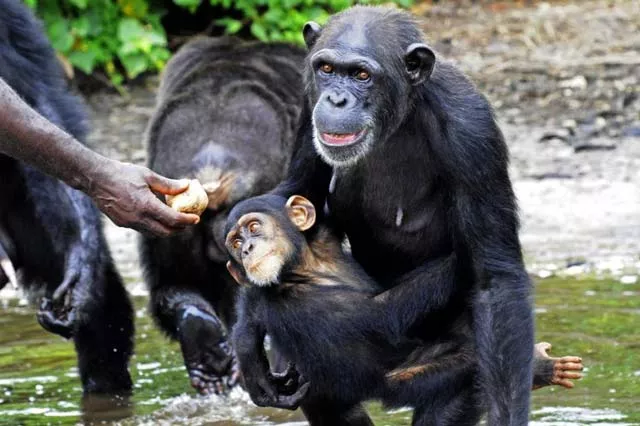 on tuesday scientists in the united states and spain said the human hand may be more primitive than that of our closest living cousin the chimpanzee photo afp on tuesday scientists in the united states and spain said the human hand may be more primitive than that of our closest living cousin the chimpanzee photo afp