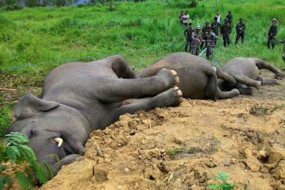 thai man arrested for electrocuting three elephants