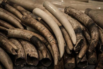 hong kong ivory trade major threat to elephant survival report