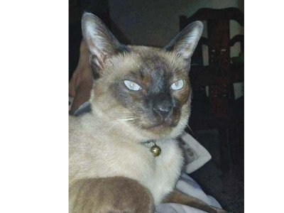 stolen paws the case of the missing cat stolen paws the case of the missing cat