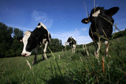 stressed italian cows get air conditioned sheds to combat heatwave