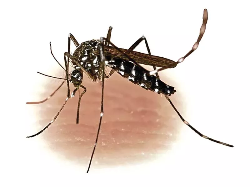 cm s adviser orders officials to take part in anti dengue campaign throughout holidays cm s adviser orders officials to take part in anti dengue campaign throughout holidays