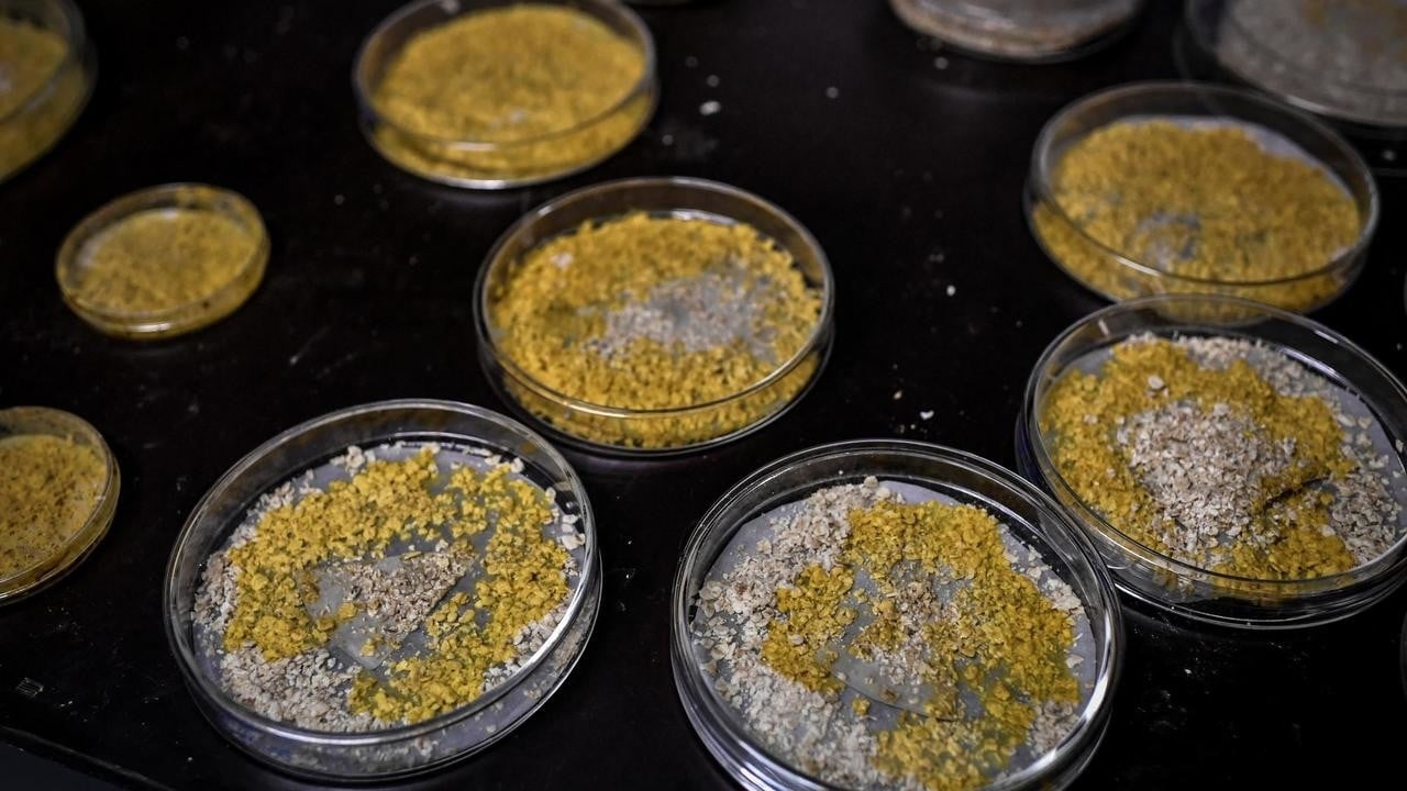 a picture taken on october 16 2019 at the parc zoologique de paris paris zoological gardens shows petri dishes containing cultures of physarum polycephalum better known as blob an unicellular organism capable of learning despite its lack of neurons photo afp