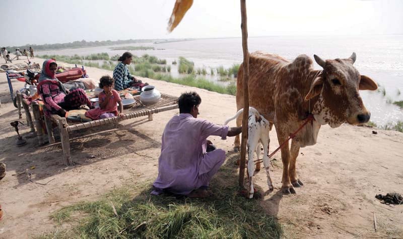 a family awaits rescuers after they moved from a low lying area photo ppi