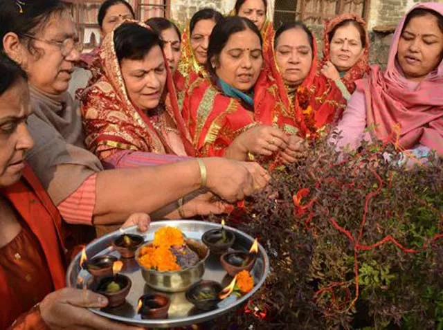 hindu devotees tie holy thread around the tulsi plant as they celebrate tulsi vivah at a temple in amritsar on saturday photo afp hindu devotees tie holy thread around the tulsi plant as they celebrate tulsi vivah at a temple in amritsar on saturday photo afp