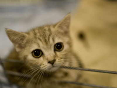 feline fiasco vet denies selling cat trying to connect family with missing pet feline fiasco vet denies selling cat trying to connect family with missing pet