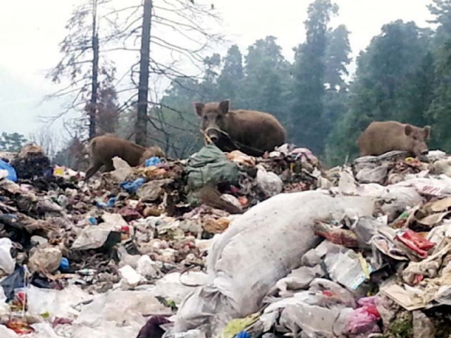 boars rummaging through garbage in murree photos malik ghulam sarwar boars rummaging through garbage in murree photos malik ghulam sarwar