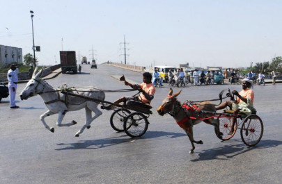 the fast and the furious donkeys