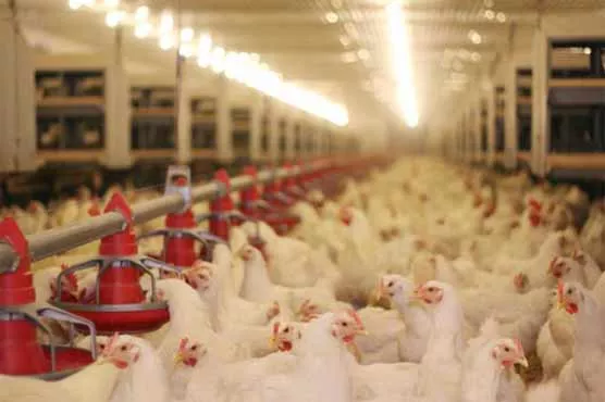 a pennsylvania couple has come up with a solution to soaring u s egg prices rental chickens photo dunyanews a pennsylvania couple has come up with a solution to soaring u s egg prices rental chickens photo dunyanews