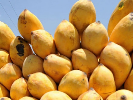 t will need just two more similar interceptions for pakistan to face a blanket ban on its mango exports a fate similar to that of india photo afp