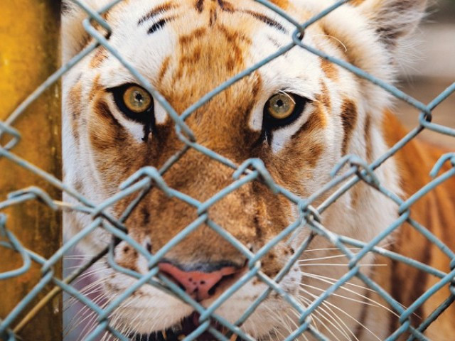 the islamabad zoo has been without a lion after its pair of lions died almost four years ago photos ammar haq the islamabad zoo has been without a lion after its pair of lions died almost four years ago photos ammar haq