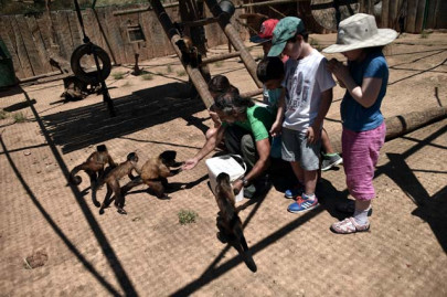 from cats to rhinos greek crisis takes toll on animals from cats to rhinos greek crisis takes toll on animals