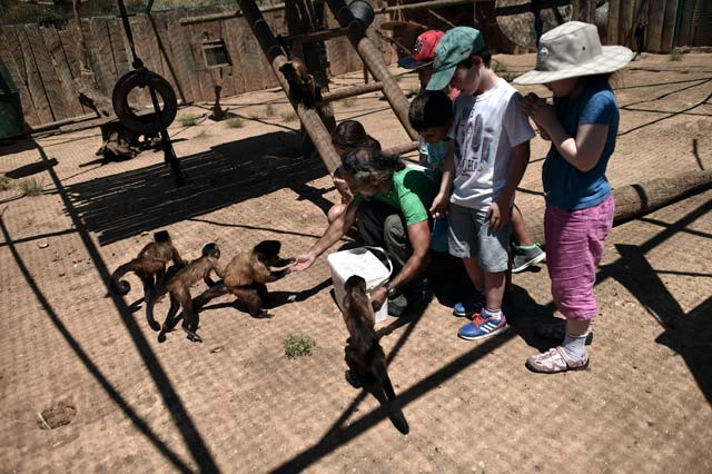 an employee of the attica zoological park surrounded by children feeds black capped capuchin monkeys in spata near athens on july 23 2015 photo afp an employee of the attica zoological park surrounded by children feeds black capped capuchin monkeys in spata near athens on july 23 2015 photo afp