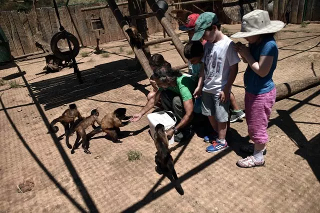 an employee of the attica zoological park surrounded by children feeds black capped capuchin monkeys in spata near athens on july 23 2015 photo afp an employee of the attica zoological park surrounded by children feeds black capped capuchin monkeys in spata near athens on july 23 2015 photo afp