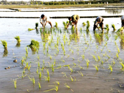 on going rains to hinder rice exports