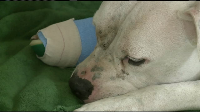 a dog in milwaukee was expected to make a full recovery after being shot in apparent mistake for a lion photo democraticunderground