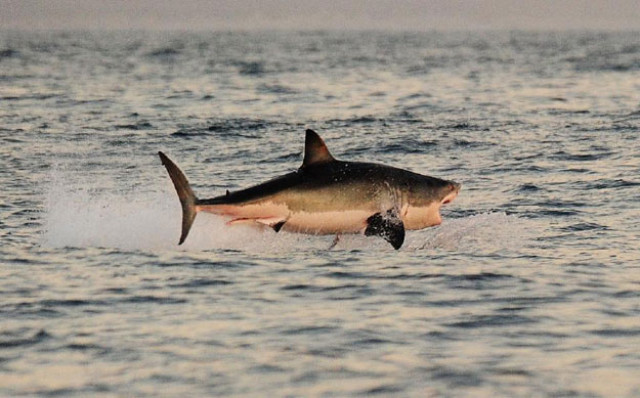 a great white shark jumps out of the water as it hunts cape fur seals near false bay on july 4 2010 photo afp a great white shark jumps out of the water as it hunts cape fur seals near false bay on july 4 2010 photo afp