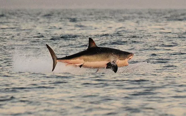 a great white shark jumps out of the water as it hunts cape fur seals near false bay on july 4 2010 photo afp a great white shark jumps out of the water as it hunts cape fur seals near false bay on july 4 2010 photo afp
