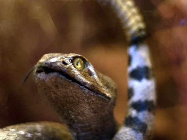 woman dies from snake bite photo file woman dies from snake bite photo file