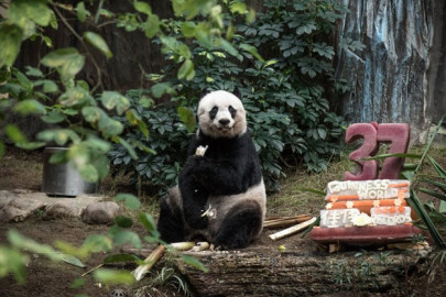 hong kong giant panda jia jia becomes oldest ever hong kong giant panda jia jia becomes oldest ever