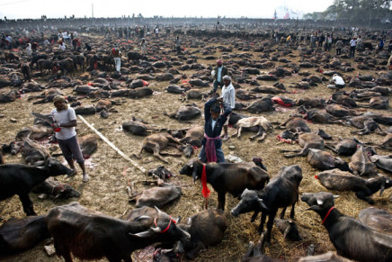photograph taken on november 28 2014 shows a butcher getting ready to kill a buffalo during a mass slaughter of the animals for the gadhimai festival inside a walled enclosure in the village of bariyapur photo afp