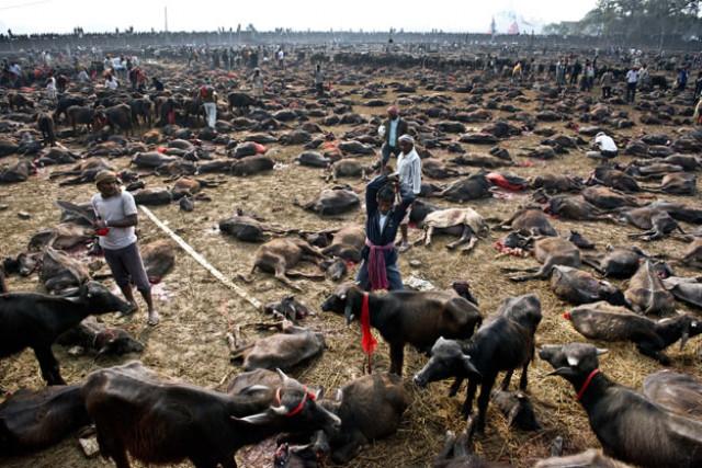 photograph taken on november 28 2014 shows a butcher getting ready to kill a buffalo during a mass slaughter of the animals for the gadhimai festival inside a walled enclosure in the village of bariyapur photo afp photograph taken on november 28 2014 shows a butcher getting ready to kill a buffalo during a mass slaughter of the animals for the gadhimai festival inside a walled enclosure in the village of bariyapur photo afp