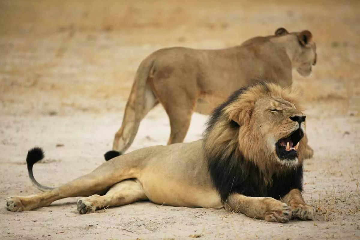 this handout picture taken on october 21 2012 and released on july 28 2015 by the zimbabwe national parks agency shows a much loved zimbabwean lion called quot cecil quot which was allegedly killed by an american tourist on a hunt using a bow and arrow photo afp this handout picture taken on october 21 2012 and released on july 28 2015 by the zimbabwe national parks agency shows a much loved zimbabwean lion called quot cecil quot which was allegedly killed by an american tourist on a hunt using a bow and arrow photo afp