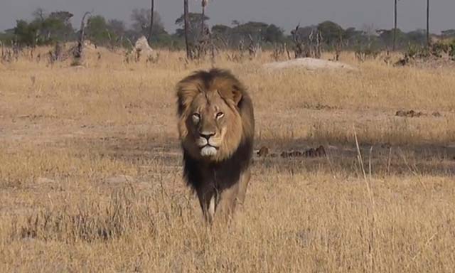 cecil the lion in hwange zimbabwe photo courtesy bryan ford youtube