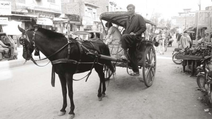 once a popular mode of transport in peshawar the horse drawn carriage no longer draws commuters photo wisal yousafzai