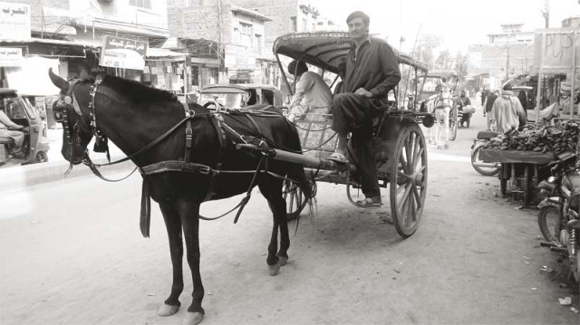 once a popular mode of transport in peshawar the horse drawn carriage no longer draws commuters photo wisal yousafzai once a popular mode of transport in peshawar the horse drawn carriage no longer draws commuters photo wisal yousafzai