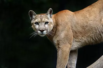 newell jumped an outer fence to gain access to another enclosure and called the cougars to him in order to pet them photo torontosun newell jumped an outer fence to gain access to another enclosure and called the cougars to him in order to pet them photo torontosun