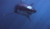 new study suggests megalodon could have reached 80 feet in length new study suggests megalodon could have reached 80 feet in length