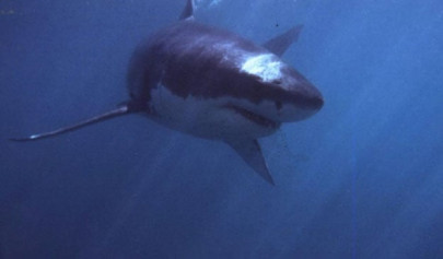 surfer punches shark to escape attack in australia surfer punches shark to escape attack in australia
