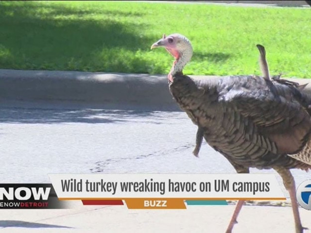 a wild turkey is ruffling feathers at the university of michigan chasing pedestrians and cyclists photo wxyz a wild turkey is ruffling feathers at the university of michigan chasing pedestrians and cyclists photo wxyz