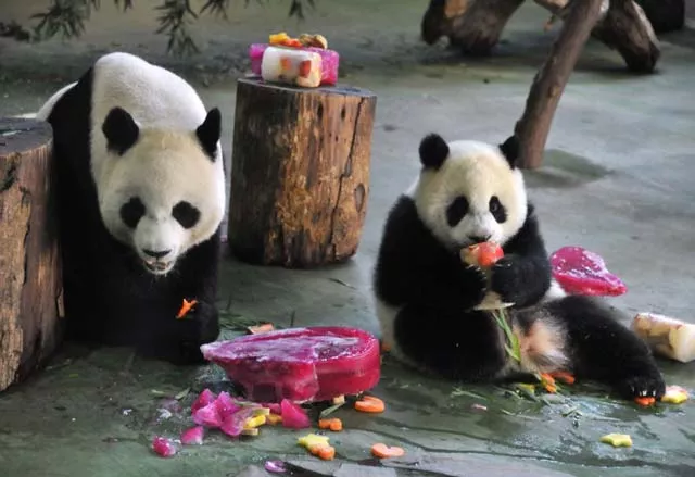 yuan zai r the first taiwan born baby panda and her mother yuan yuan l enjoy cake during the celebration of her first birthday at the taipei city zoo on july 6 2014 photo afp yuan zai r the first taiwan born baby panda and her mother yuan yuan l enjoy cake during the celebration of her first birthday at the taipei city zoo on july 6 2014 photo afp
